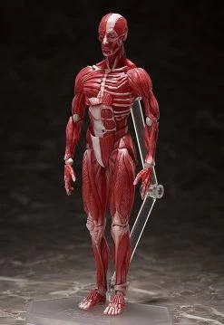 Figma SP-142 Human Anatomical Model -Doll Toys Shop figma sp 142 human anatomical model 02