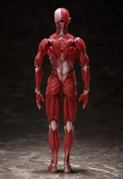 Figma SP-142 Human Anatomical Model -Doll Toys Shop figma sp 142 human anatomical model 03