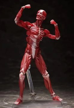 Figma SP-142 Human Anatomical Model -Doll Toys Shop figma sp 142 human anatomical model 05