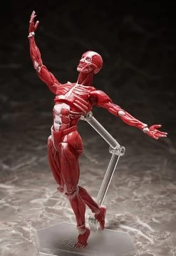 Figma SP-142 Human Anatomical Model -Doll Toys Shop figma sp 142 human anatomical model 06