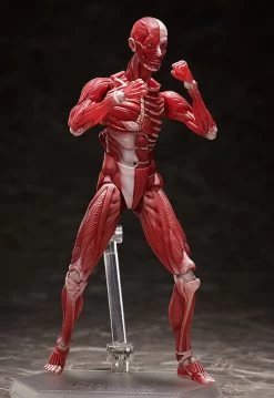Figma SP-142 Human Anatomical Model -Doll Toys Shop figma sp 142 human anatomical model 07