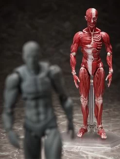 Figma SP-142 Human Anatomical Model -Doll Toys Shop figma sp 142 human anatomical model 09